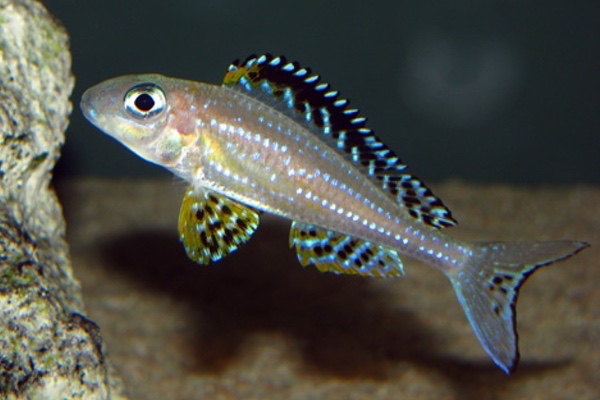 Xenotilapia papilio 'Tembwe (Deux)'